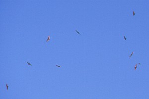 Birds.jpg (6475 bytes)
