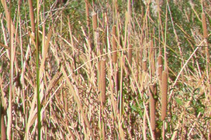 Cat Tails.jpg (38960 bytes)