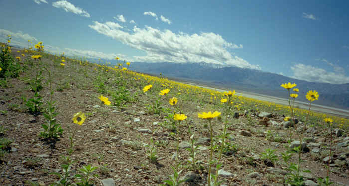 Desert Gold.jpg (826381 bytes)
