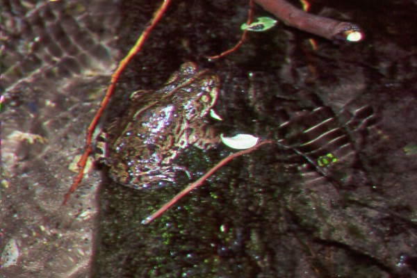 Frog.jpg (72910 bytes)