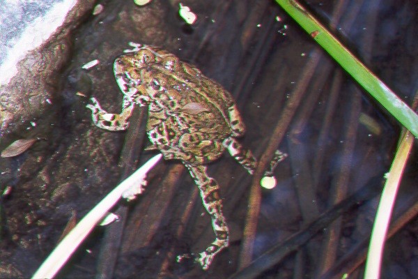 Frogs at it!.jpg (76395 bytes)