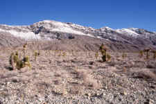 Joshua Trees.jpg (105214 bytes)