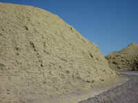 Mustard.jpg (577970 bytes)