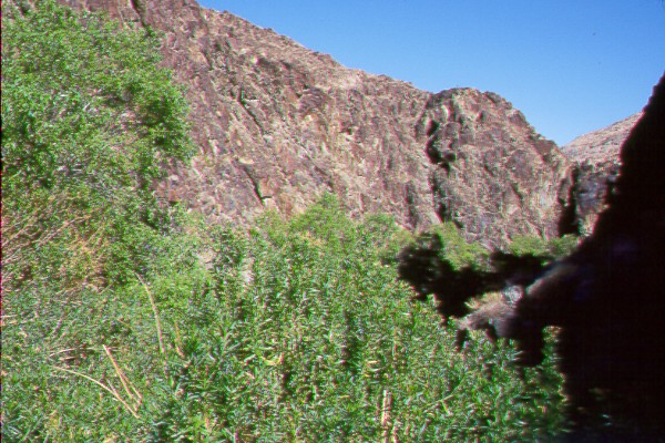Willows.jpg (118981 bytes)
