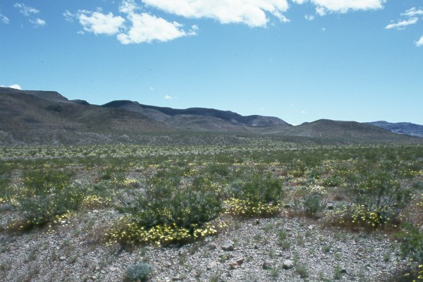 Yellow Carpet.jpg (81407 bytes)