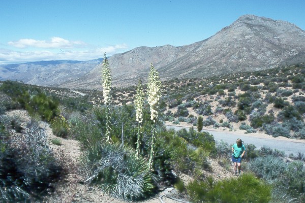 Yucca1.jpg (93307 bytes)