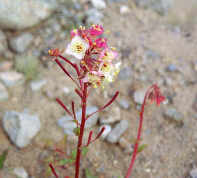 flower1.jpg (321035 bytes)