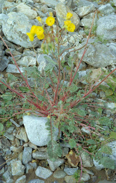 flower2.jpg (720472 bytes)