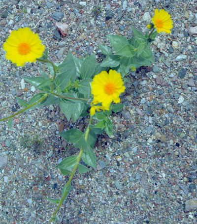 flower3.jpg (609177 bytes)